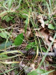 Zachaeus crista