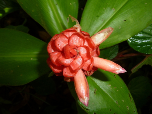 Image of Costus osae by (c) Eduardo Chacón Madrigal, some rights reserved (CC BY)
