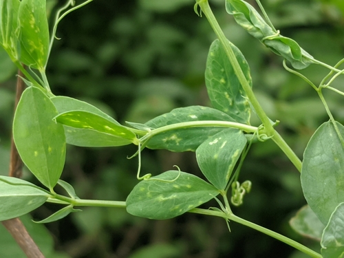 tuberous pea