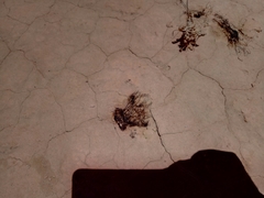 Nostoc flagelliforme