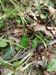 Zachaeus crista