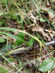 Zachaeus crista