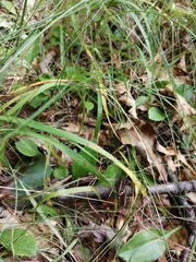 Zachaeus crista