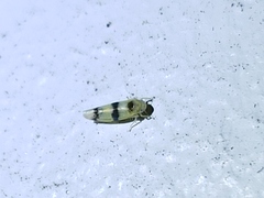 Empoa