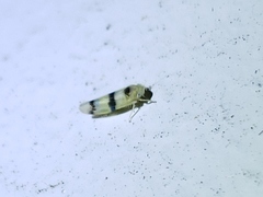 Empoa