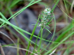 Plantago aristata
