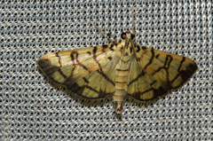Pardomima distortana