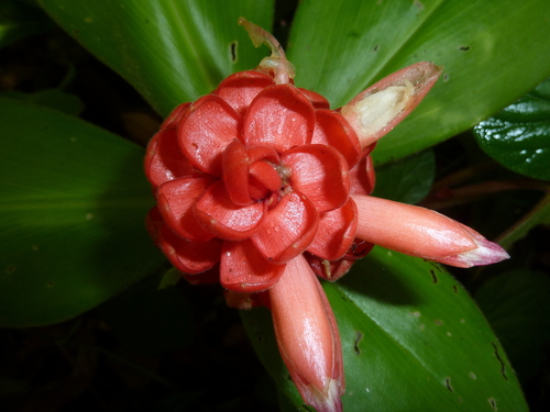Image of Costus osae by (c) Eduardo Chacón Madrigal, some rights reserved (CC BY)