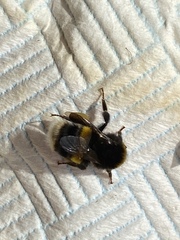 Bombus terrestris
