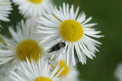 Variimorda villosa