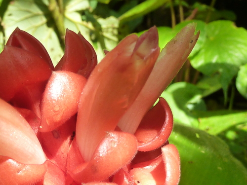 Costus osae, photograph 4