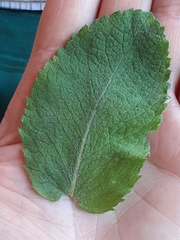 Eupatorium rotundifolium