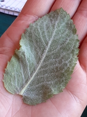 Eupatorium rotundifolium