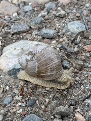 Helix pomatia