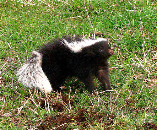 Molina's Hog-nosed Skunk