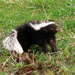 Molina's Hog-nosed Skunk - Photo (c) Inao Vásquez, some rights reserved (CC BY-SA)