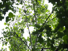 Piranga olivacea