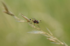 Physocephala vittata