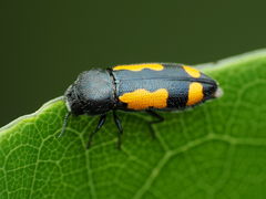 Ptosima gibbicollis