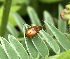 Neocrepidodera transversa