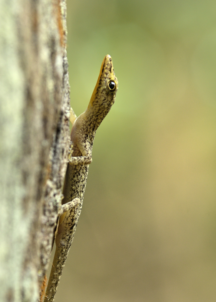 Coastal Day Gecko