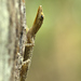 Coastal Round-eyed Gecko - Photo (c) sunnyjosef, some rights reserved (CC BY), uploaded by sunnyjosef