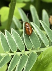 Neocrepidodera transversa