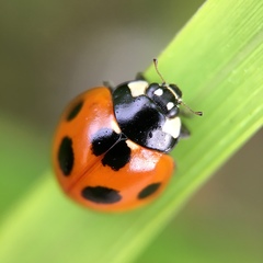 Coccinella septempunctata