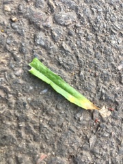 Capsella bursa-pastoris