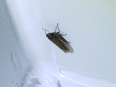 Paramesus major