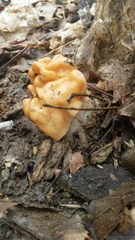 Gyromitra korfii