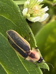 Pyractomena angulata