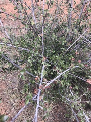 Malacomeles pringlei