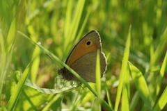 Maniola jurtina