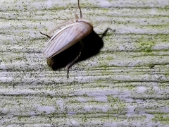 Athysanus argentarius