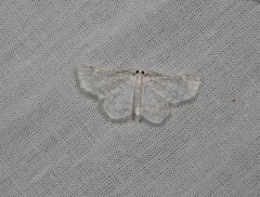 Hydrelia albifera