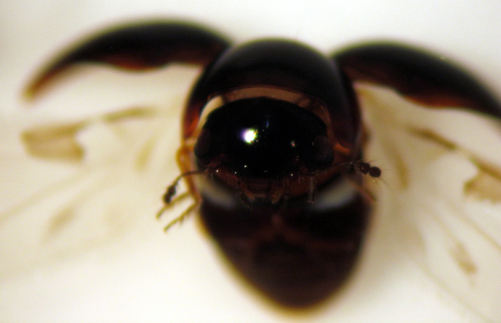 Sphaerothorax tierensis