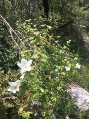 Rubus neomexicanus