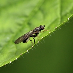 Sphegina elegans