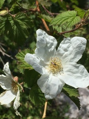 Rubus neomexicanus