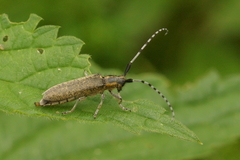 Agapanthia villosoviridescens