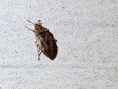 Chilacis typhae