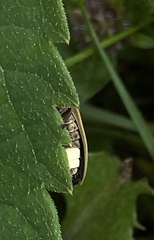 Pyractomena angulata