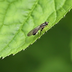 Sphegina elegans