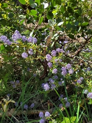 Ceanothus parvifolius