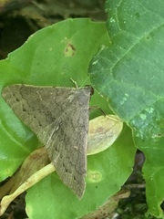 Chytolita morbidalis