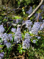 Ceanothus parvifolius