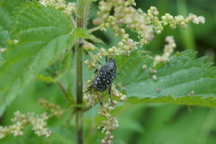 Oxythyrea funesta