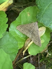 Chytolita morbidalis