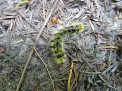 Lophocampa argentata